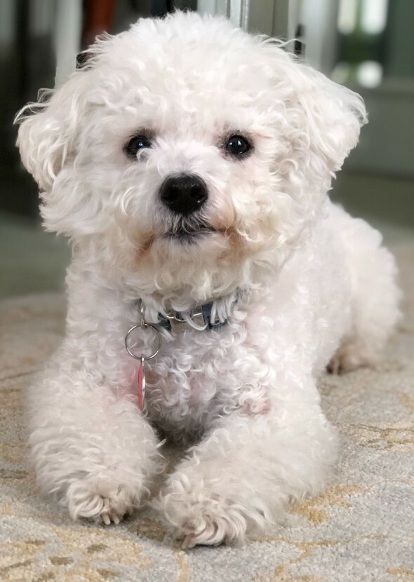 Violet my Dog (died)
