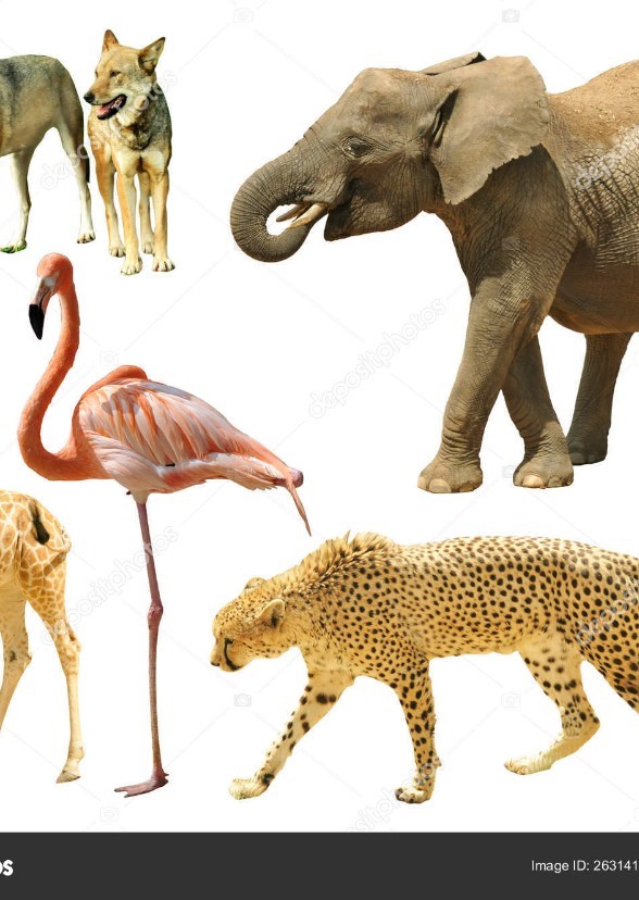 Welcome to the Zoo