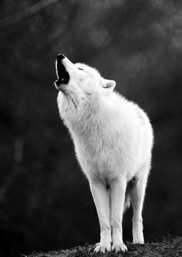 White Wolf