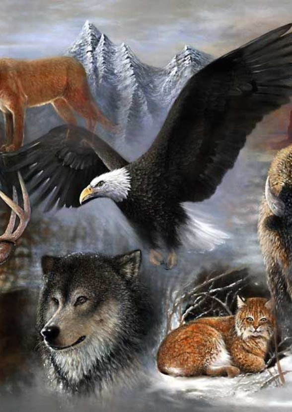 Wild America