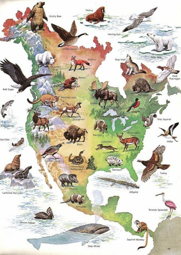 Wild Earth: North America