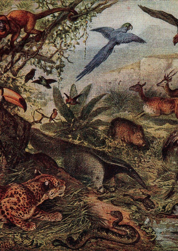 Wild Encounters: Exploring the Biodiversity of Earth