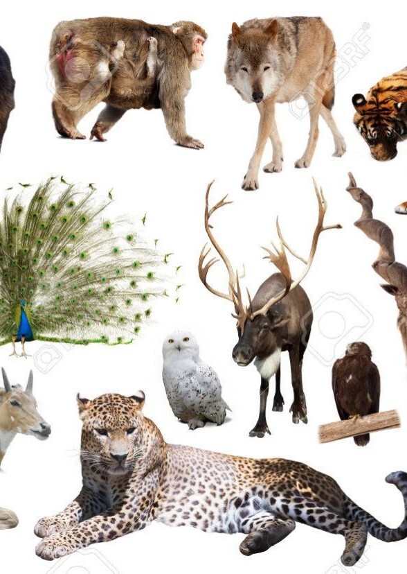 Wild Kingdom