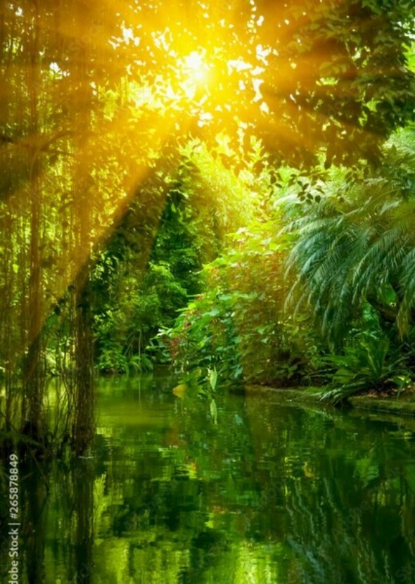 Wild Nature