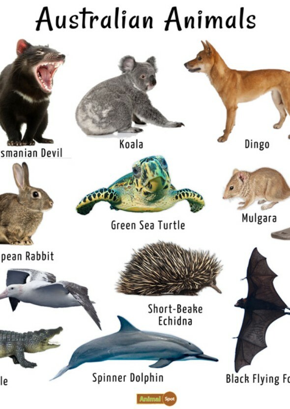 Wild Realms: Exploring the Biodiversity of Earth