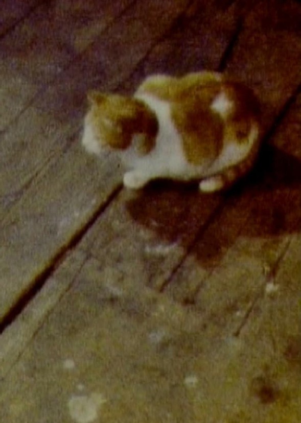 Willow The Cat 