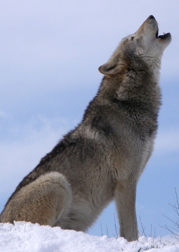Wolfblood 