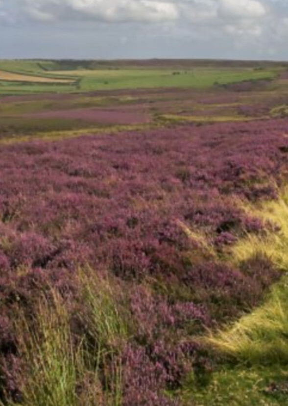 Wuthering Heights