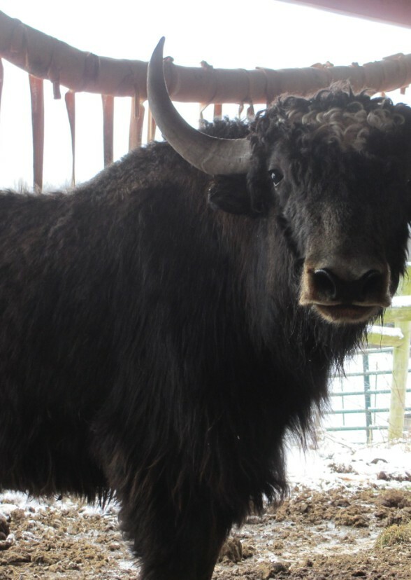Yaks And Their Mount Everest Expeditions