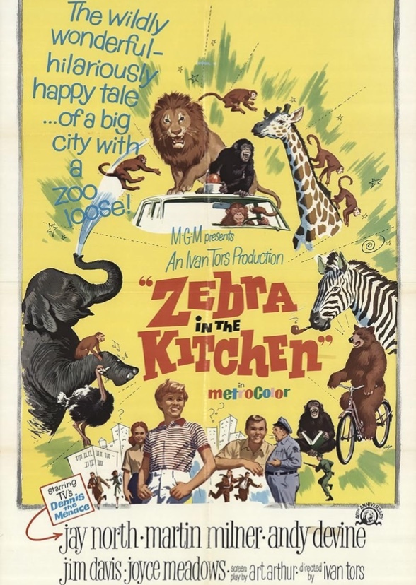 Zebra in the Kitchen
