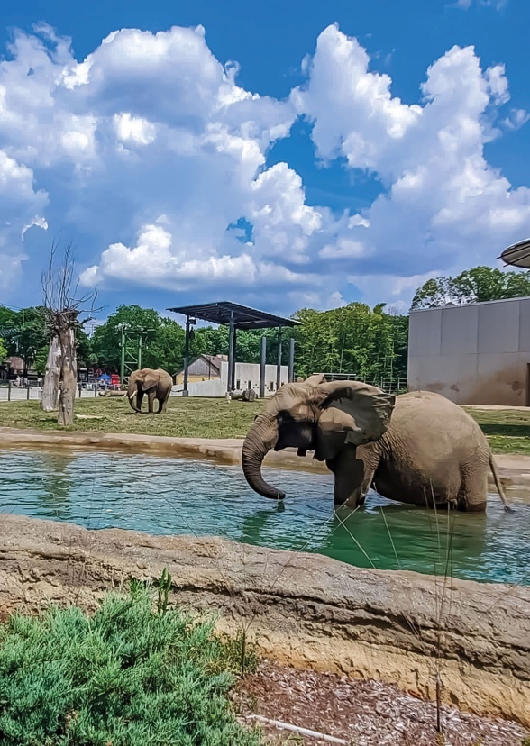 Zoo the series Fan Casting on myCast