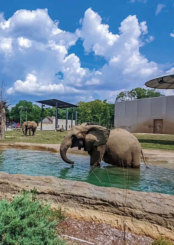 Zoo the series