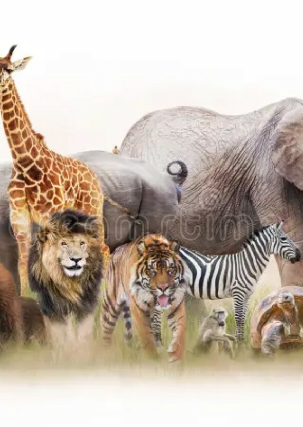 Zoo (TV Series)