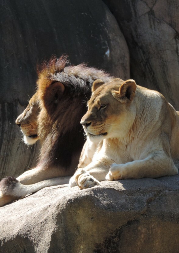 Zoo (TV Series)