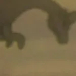 Lambeosaurus (Fantasia)