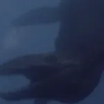 Liopleurodon (Primeval)