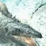 Mosasaurus (Jurassic Park 3: Park Builder)