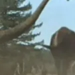 Mamenchisaurus (The Lost World: Jurassic Park)