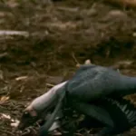 Microraptor (Prehistoric Park)