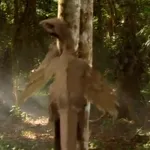 Microraptor (The Dinosaur Feather Mystery)