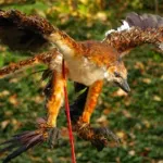 Microraptor (The Four Winged Dinosaur)