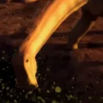 Nigersaurus (When Crocs Ate Dinosaurs)