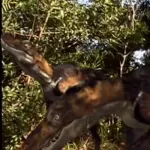 Nanotyrannus (The Mystery Dinosaur)