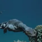 Nothosaurus (Sea Rex)