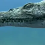 Nothosaurus (Sea Monsters)