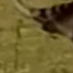 Ornithomimus (When Dinosaurs Roamed America)