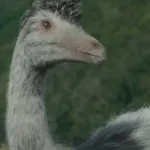 Ornithomimus (Prehistoric Planet)