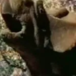 Centrosaurus (Dinosaur Babes) (1996)
