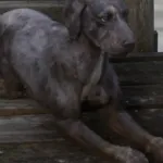 Cain (RDR2)
