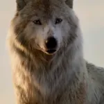 Raksha (The Jungle Book LA)