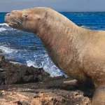 Allodesmus