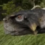 Psittacosaurus (The Isle)