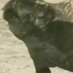 Protoceratops (Chased by Dinosaurs)