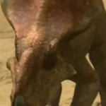 Protoceratops (The Truth About Killer Dinosaurs)