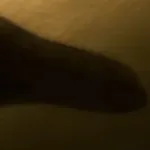 Plesiosaurus (Journey To The Center Of The Earth)