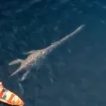 Plesiosaurus (Dinosaur Britain)