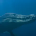 Pliosaurus (Life on Our Planet)