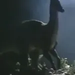 Parasaurolophus (Dinosaurs on Earth: Then… & Now)