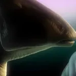 Parasaurolophus (Bizarre Dinosaurs)