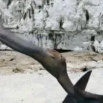 Pterodaustro (Sky Monsters)