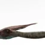 Pterodaustro (Dinosaurs: Giants of Patagonia)