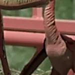 Pterodaustro (Dino Dan)