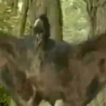 Pteranodon (Dinotopia)