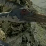 Pteranodon (Chased by Dinosaurs)