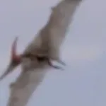 Pteranodon (Primeval)