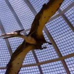 Pteranodon (Jurassic World Evolution)